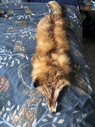 Taxidermy fox skin - taxidermy,