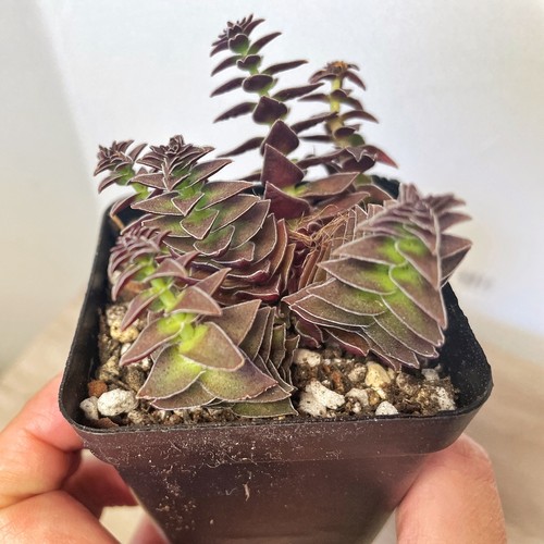 Crassula pagoda village red - pagoda, village,