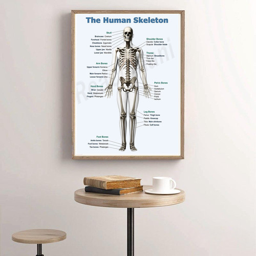 Human bone anatomy poster - uk,