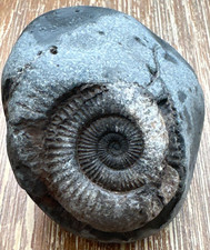 Ammonite Fossil – Natural