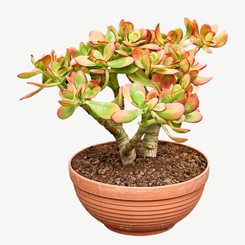 Jade money tree sunset - money,