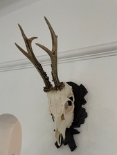 Pointy Antlers on top half of