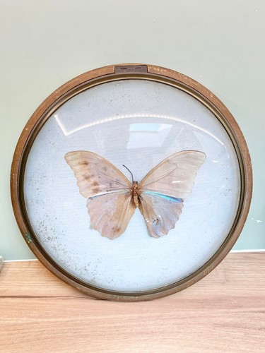 Vintage blue morpho - vintage, butterfly