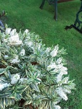 Hebe Starlight white  Outdoor Hardy Evergreen Flowering Shrub plug plant 7cm