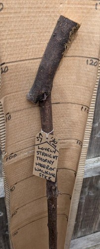 Blackthorn walking stick shank - blackthorn,