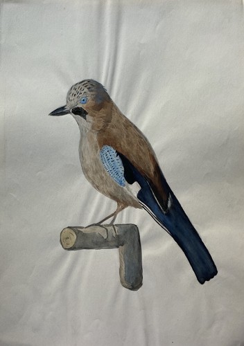 Watercolor animal study - watercolor,