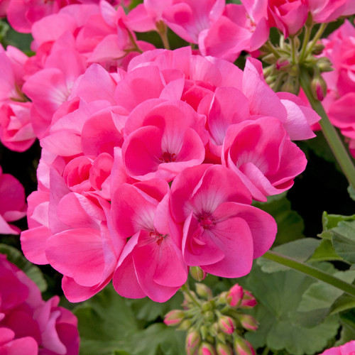 Pink trailing plug - plug, plants