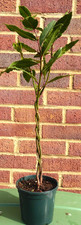 Bay leaf tree laurus nobilis - leaf,