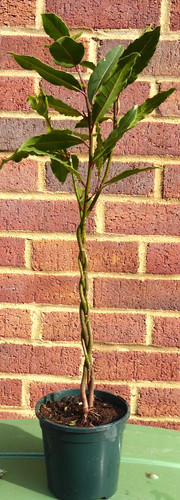 Bay leaf tree laurus - tree, nobilis