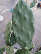 Opuntia Paraguayensis Cutting