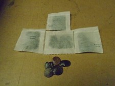 BONSAI TREE SEEDS 30+ SEEDS Wisteria Bolusanthus Speciosus FAST FREEPOST BARGAIN