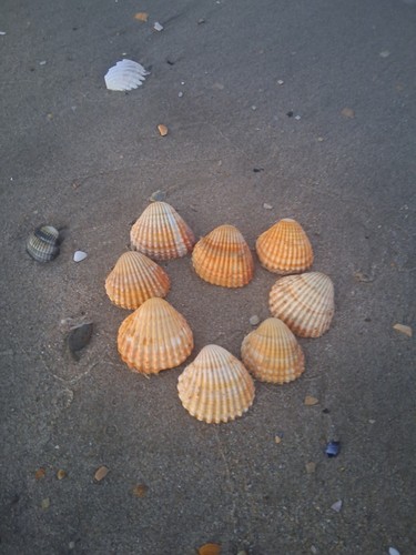 Large cockle clam - cockle,