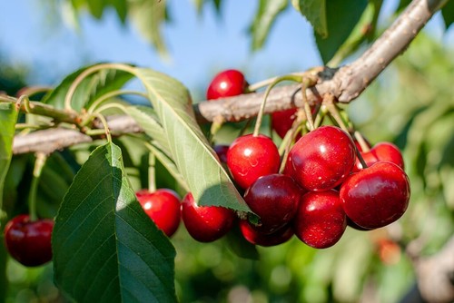 Sweet cherry stella patio - sweet,