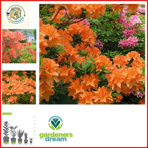 Orange azalea japanese - 1,
