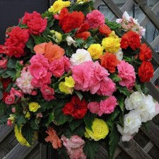 T&M Begonia Non-Stop Mixed