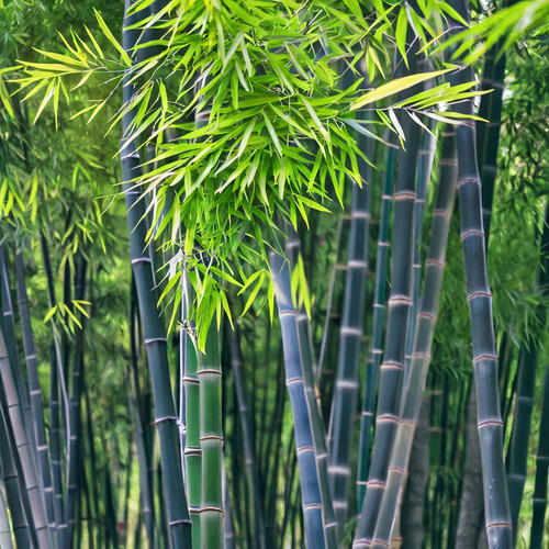 Bamboo seeds privacy plant - 50,