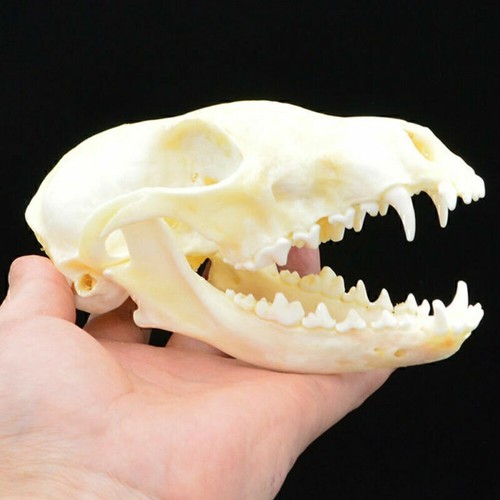 Real animals skull red - animals,