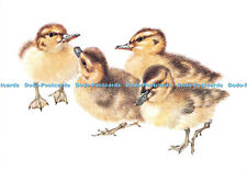 D093694 Mallard Ducklings. Mildred Eldridge. TheMedici Society