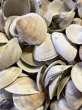 Clam shells for Crafts 100