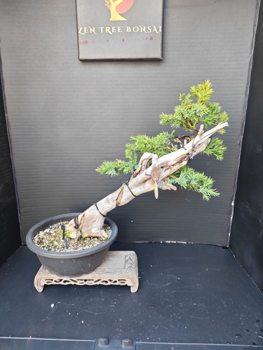 Tanuki needle juniper - )tanuki,