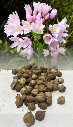 200 allium roseum dwarf - 1-200,