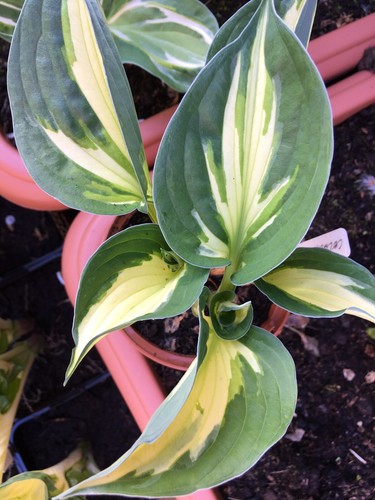 Hosta coloured hulk - hosta, 'coloured