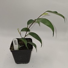Ficus Benjamina Rooted Cutting