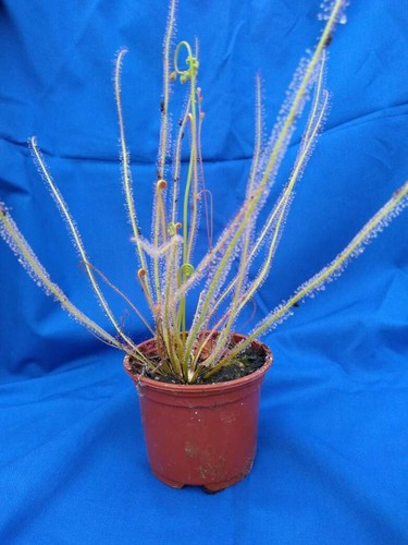 Drosera filiformis - drosera,