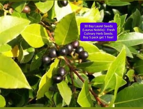 Bay laurel fruit tree - laurel,