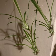 Spider Plant Baby Rooted