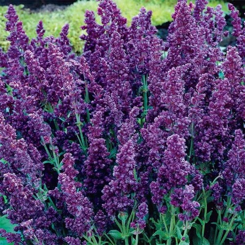 Dbl plumosa salvia seeds - dbl,