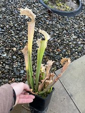 Sarracenia ‘ Camisole ‘