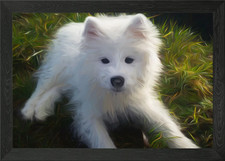 Samoyed Puppy Framed Wall Art
