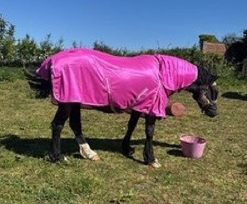 Sale offer new design - offer, horse