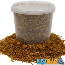 BusyBeaks Dried Mealworms -