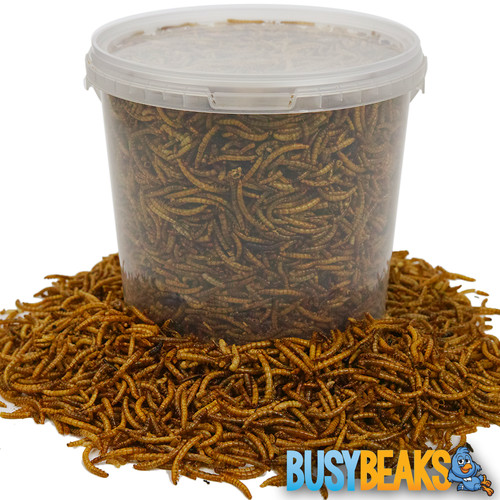 Busybeaks dried mealworms - dried,