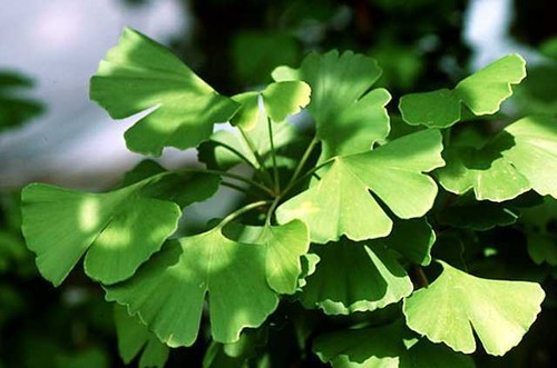 Ginkgo biloba maidenhair - ginkgo, tree