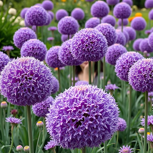 Giant allium 20cm - 5, 20cm+