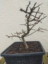 Hawthorn Bonsai Tree #1