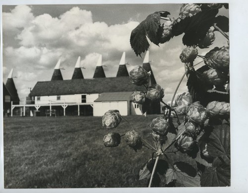 Hop picking paddock wood kent - hop,