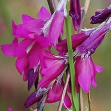 DIERAMA 'BLACKBERRY BELLS