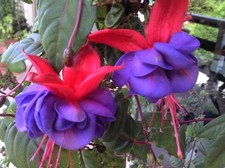 6 Giant Trailing Fuchsia Blue