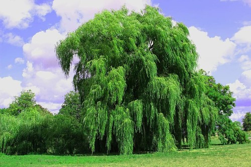 Salix alba tristis - salix, golden
