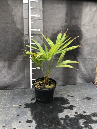 Trachycarpus fortunei - , x