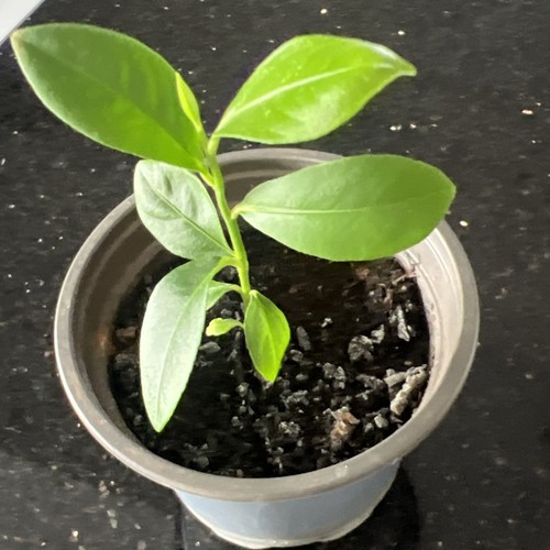 Lemon tree citrus - lemon, plant