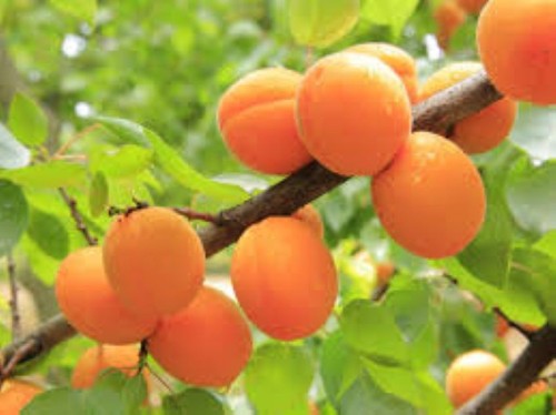 Apricot tree seeds - 15, ​