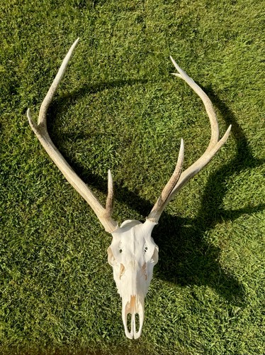 Real red deer skull with - red,