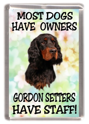 Gordon setter dog - setter,
