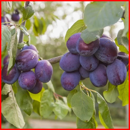 Potted dwarf plum - potted, tree