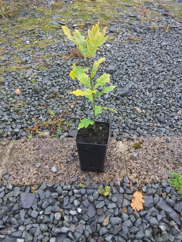 Irish oak tree sapling - irish, sapling.20-35